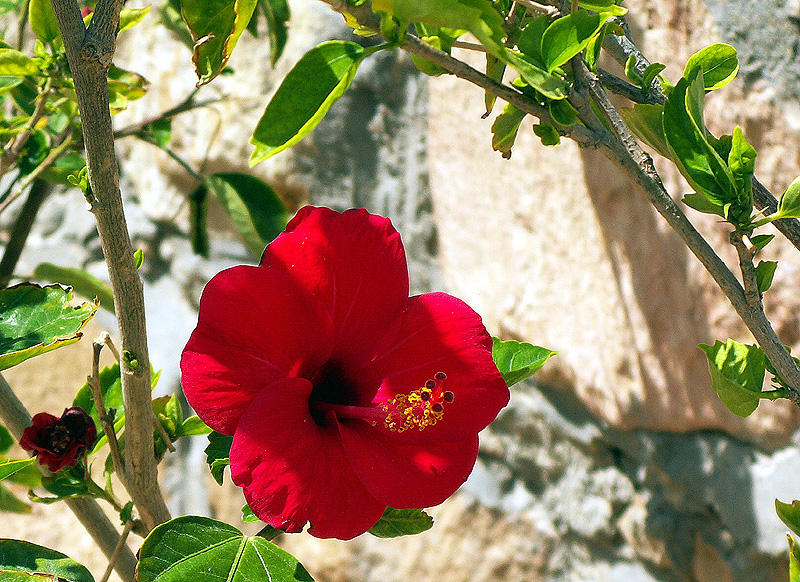 Hibiskus