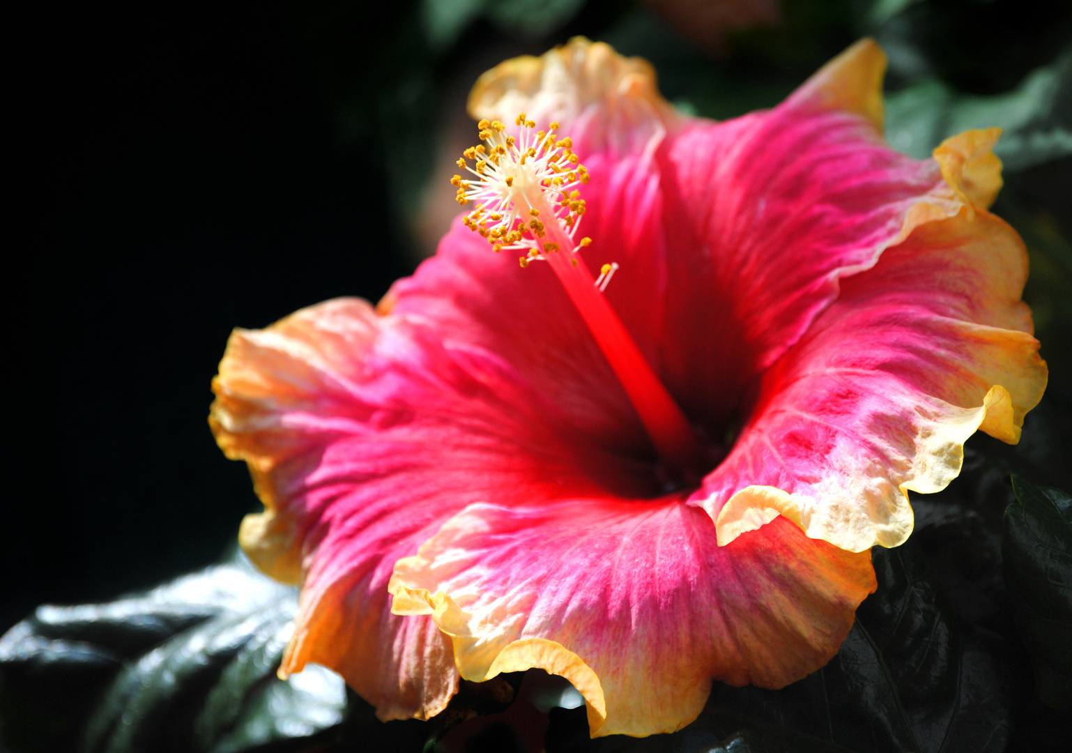 Hibiskus