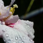 Hibiskus