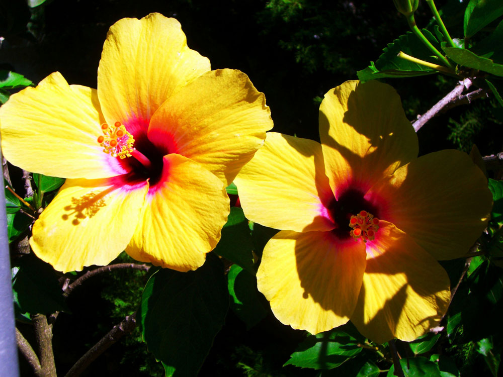 Hibiskus