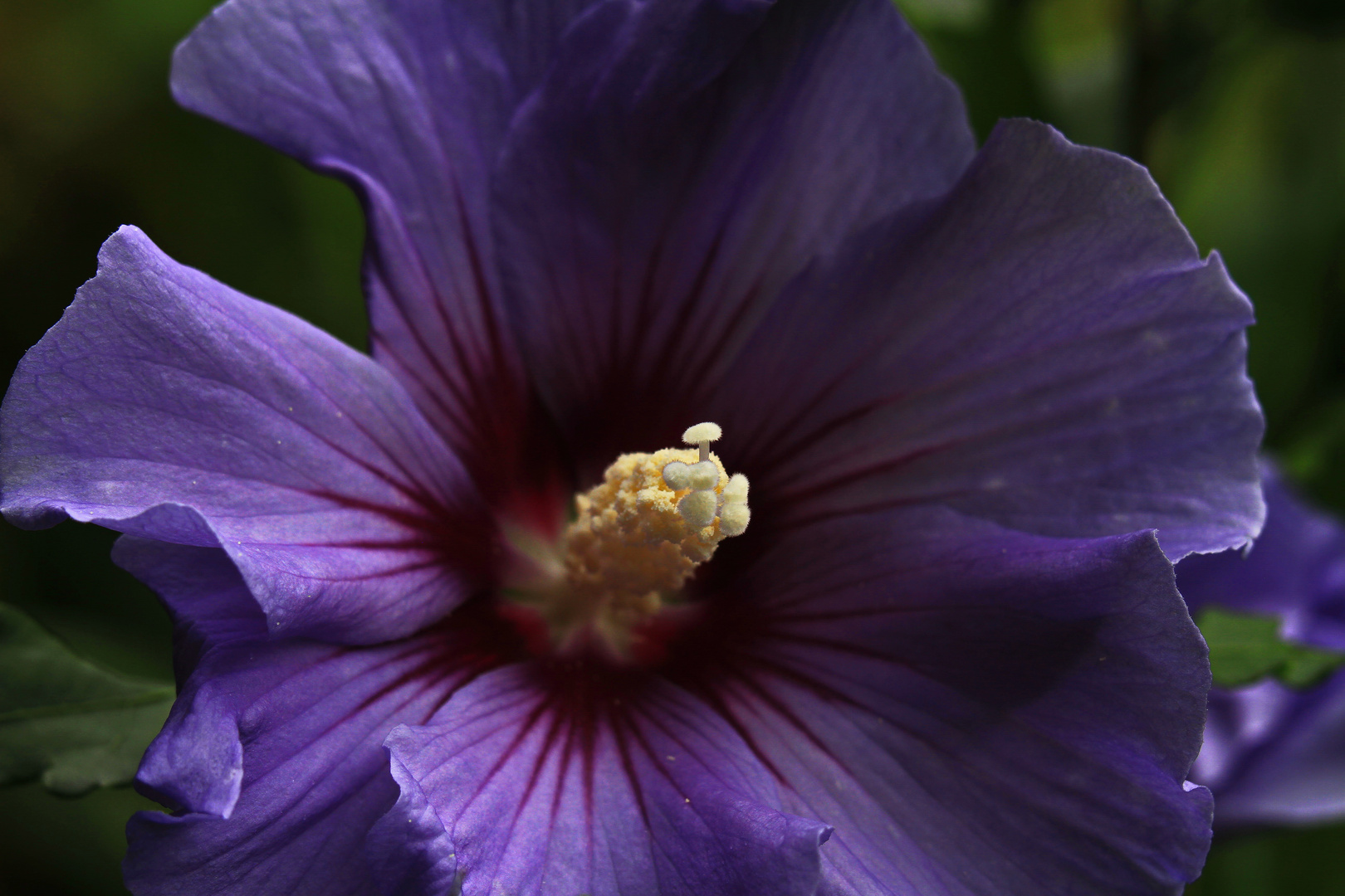 Hibiskus