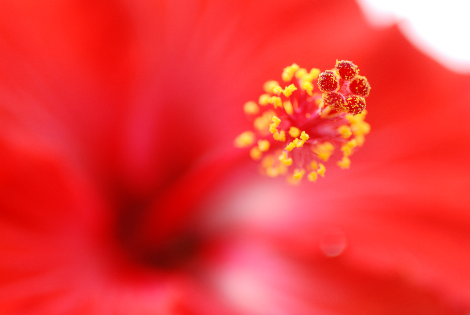 Hibiskus...