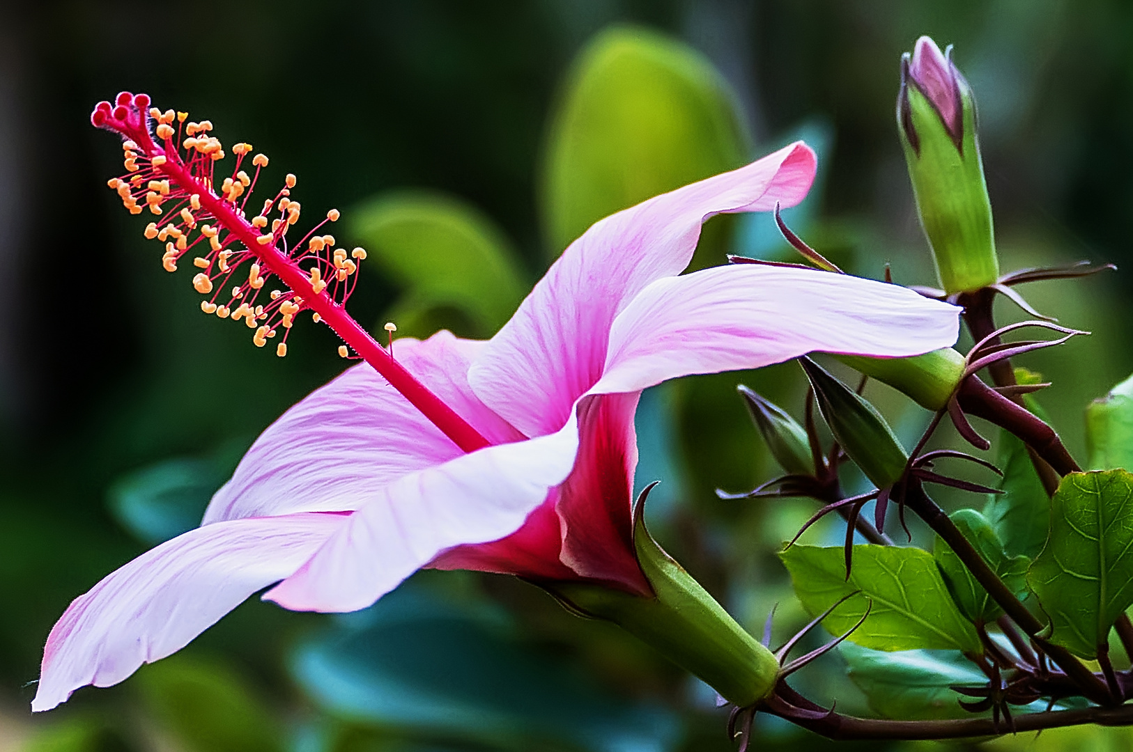 Hibiskus