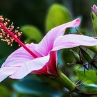 Hibiskus