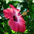 Hibiskus