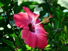 Hibiskus