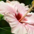 Hibiskus