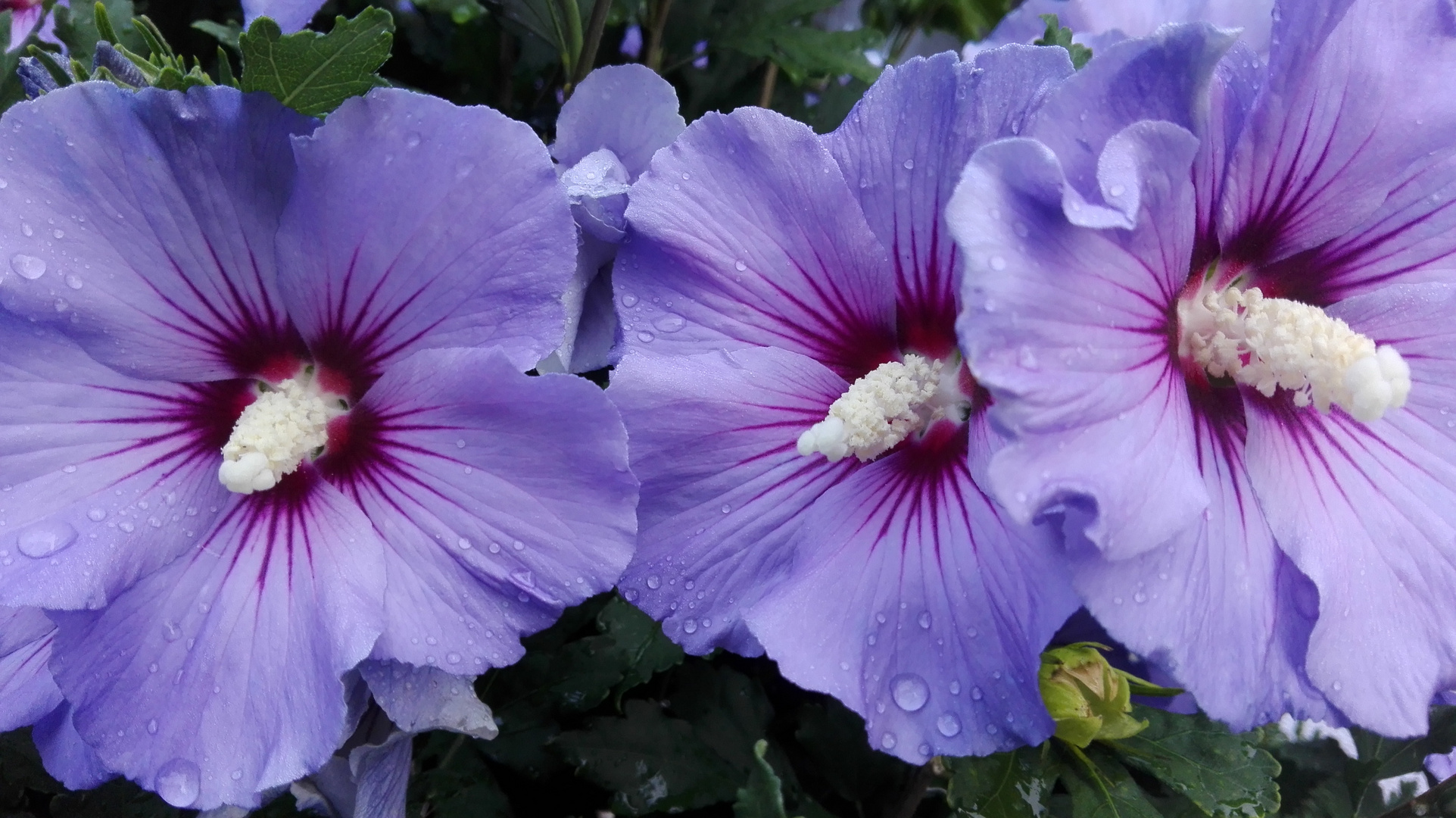 Hibiskus 