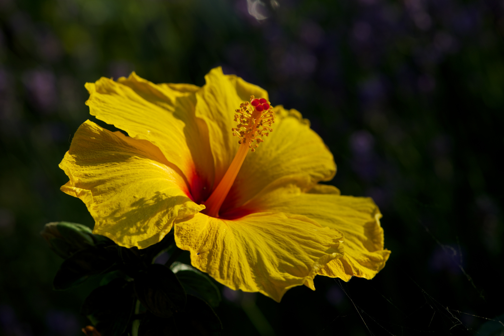 Hibiskus