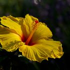 Hibiskus