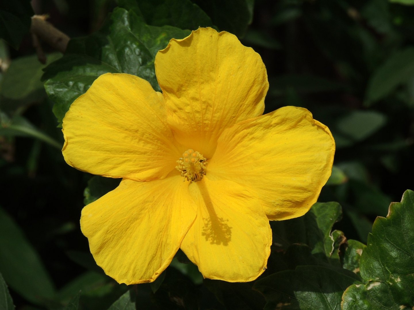 Hibiskus