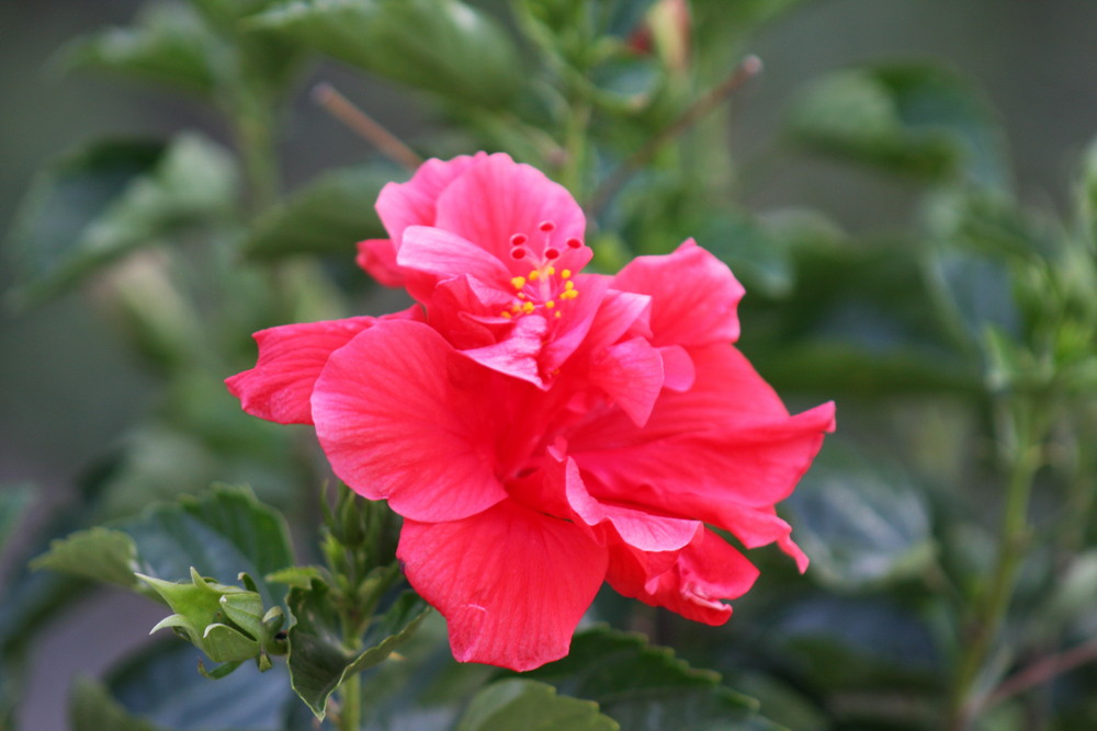 Hibiskus