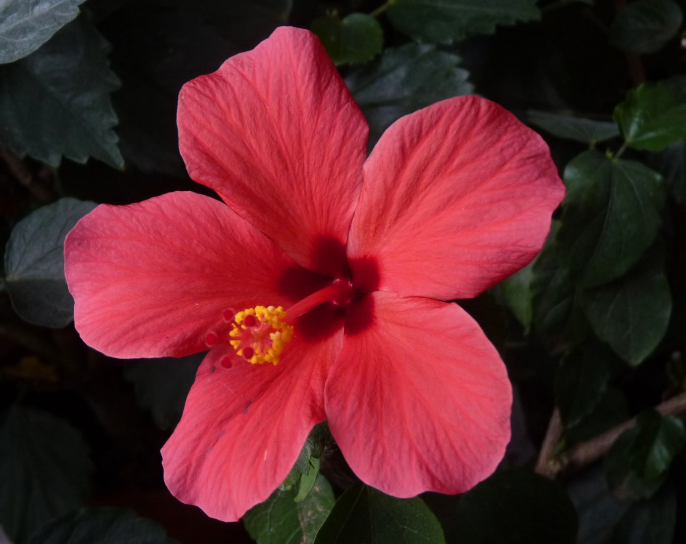 Hibiskus