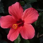 Hibiskus