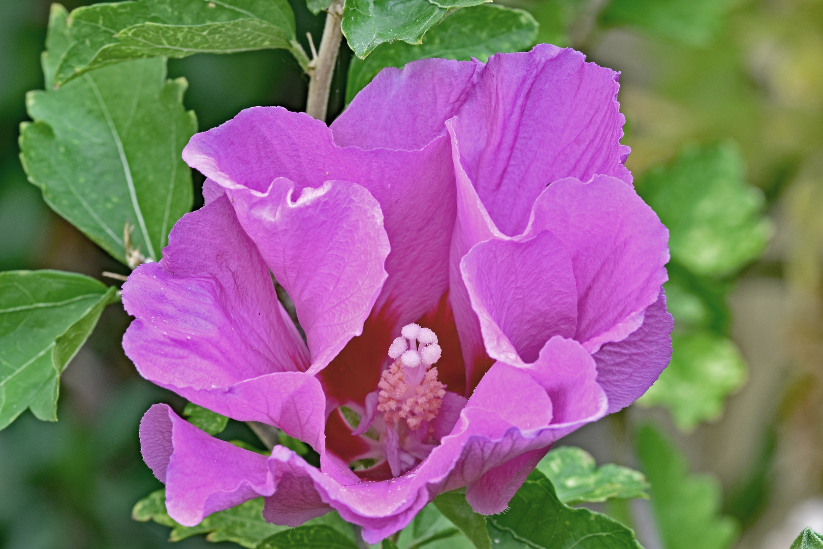 Hibiskus