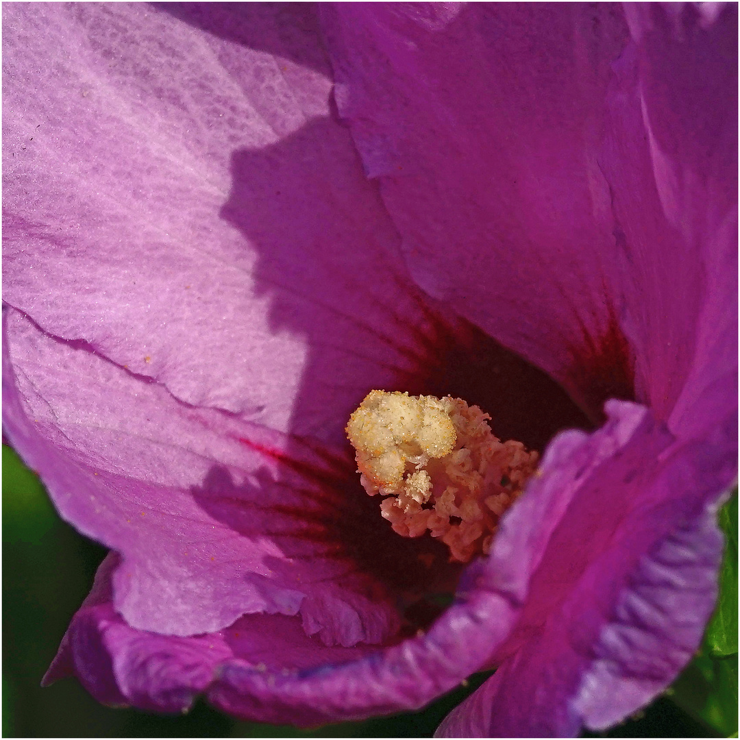 Hibiskus