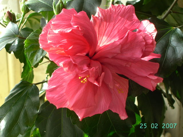 Hibiskus