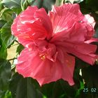 Hibiskus