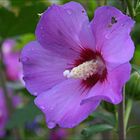 Hibiskus