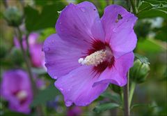 Hibiskus