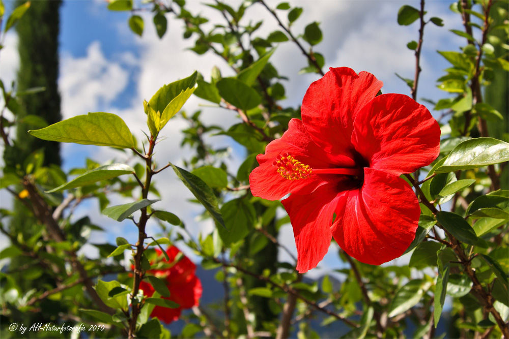 Hibiskus