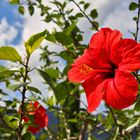 Hibiskus