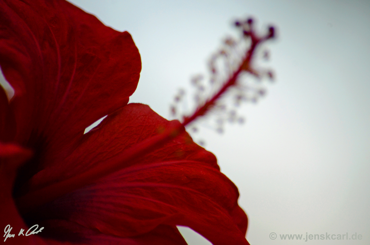 Hibiskus