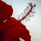 Hibiskus