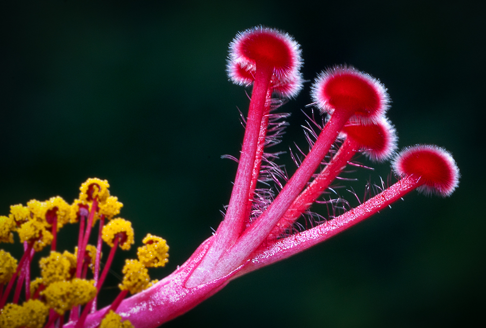 Hibiskus