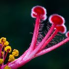 Hibiskus