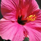 Hibiskus