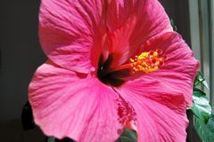 Hibiskus