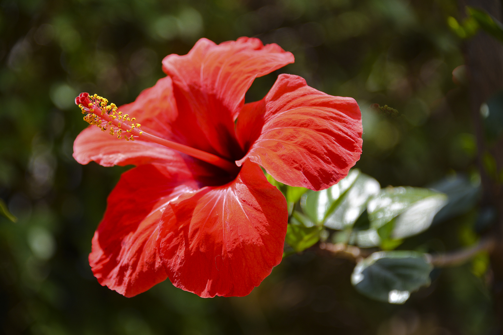 Hibiskus