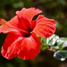 Hibiskus