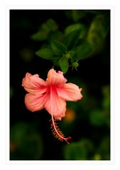 Hibiskus