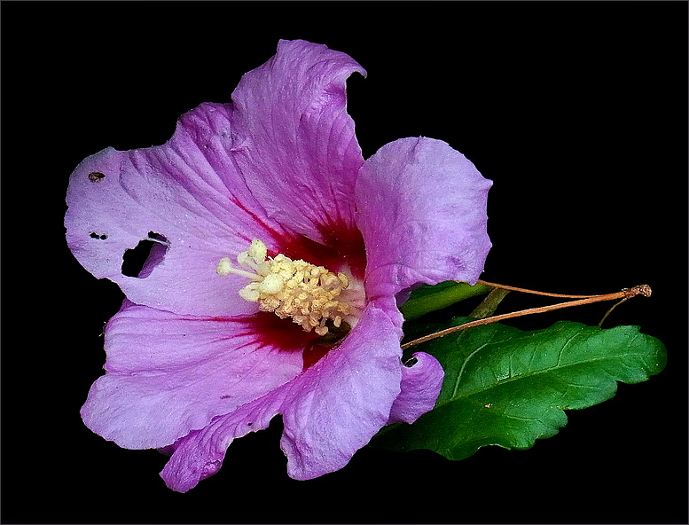 Hibiskus.....