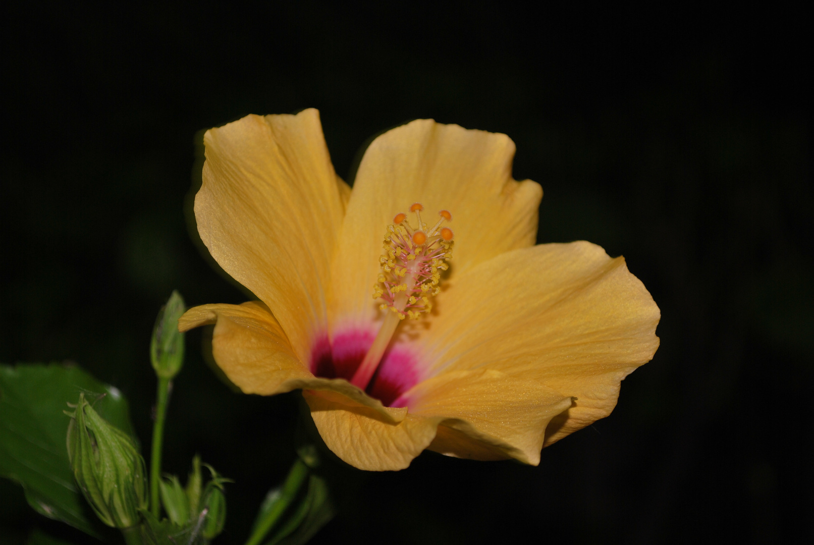 Hibiskus der besonderen Art