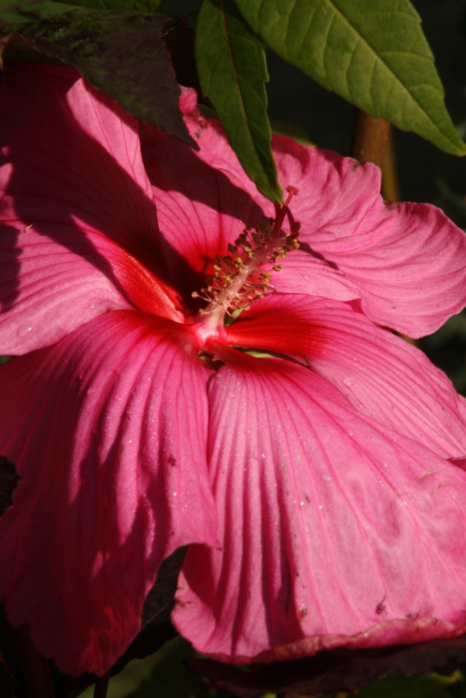 Hibiskus der große