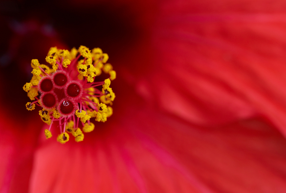 Hibiskus-Details