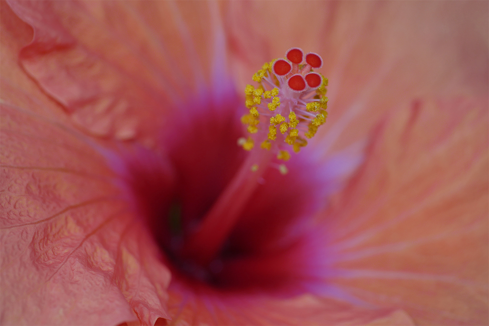 Hibiskus-Details