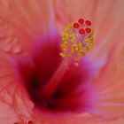 Hibiskus-Details