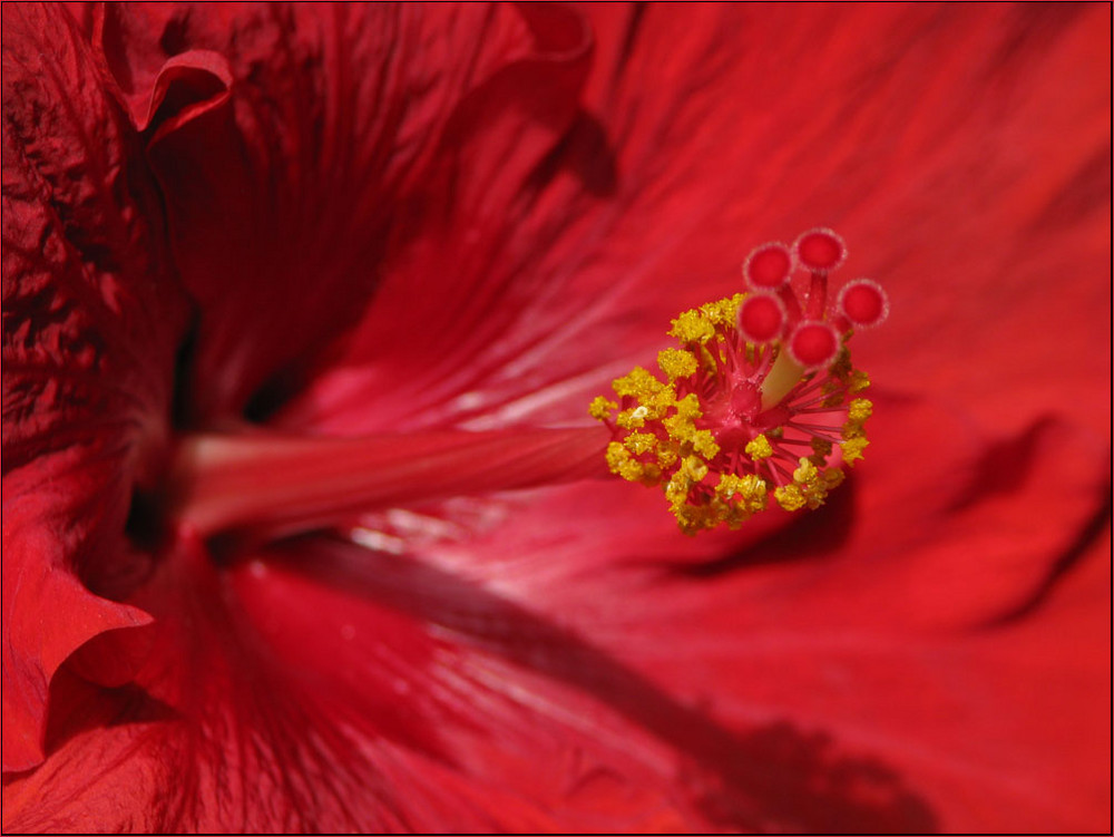 Hibiskus die dritte