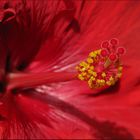 Hibiskus die dritte