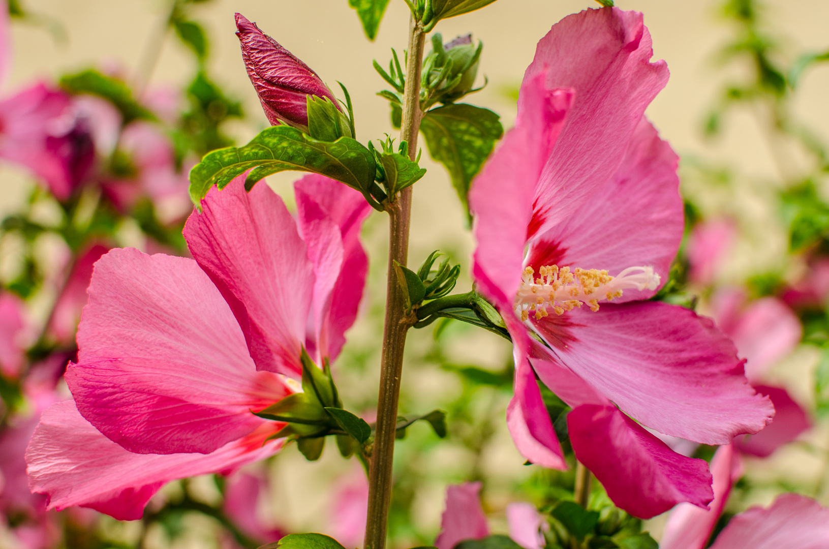 hibiskus die zwei (1 von 1)