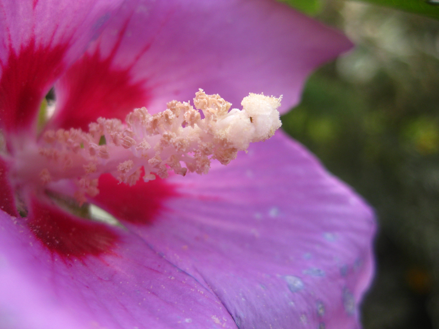 Hibiskus - Digital Makro