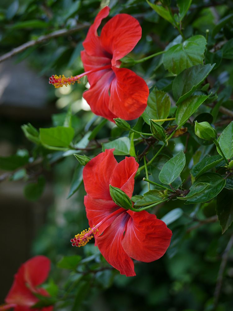 Hibiskus Duett