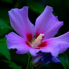 HIBISKUS