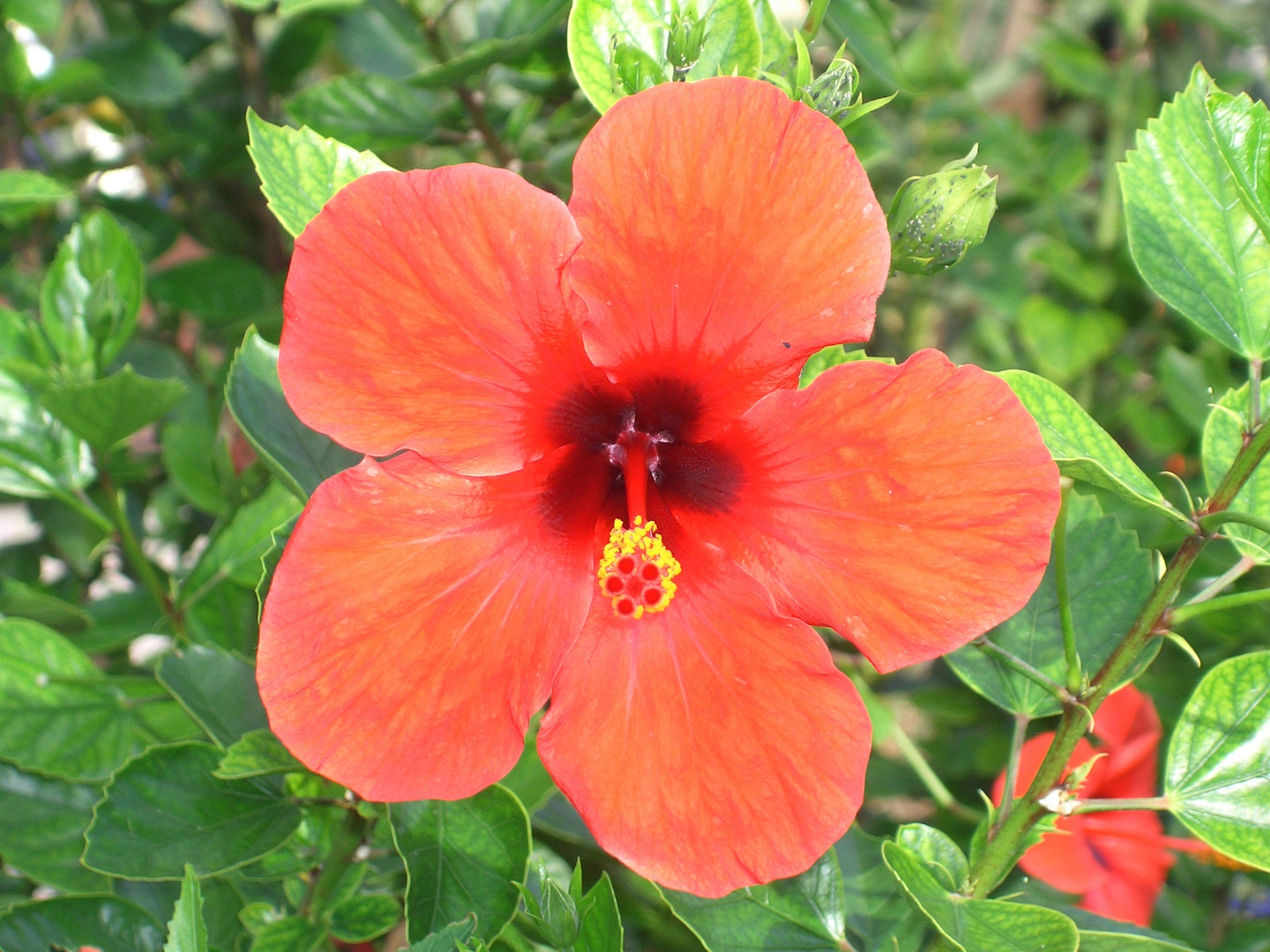 Hibiskus