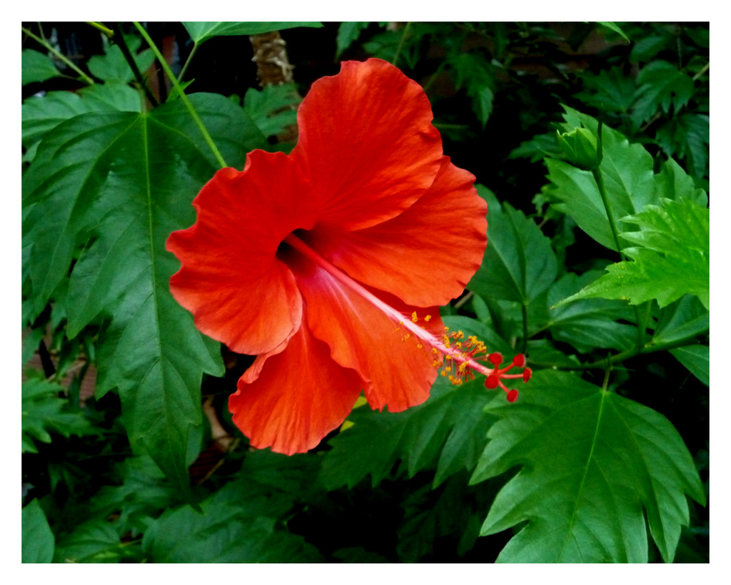 Hibiskus