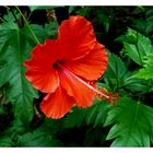 Hibiskus